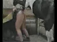 Zoophilia porn film of brunette and horse